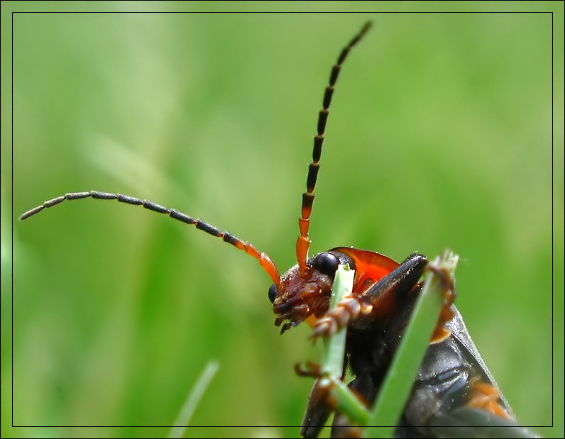 фото "~Любопытный жук~" метки: макро и крупный план, 