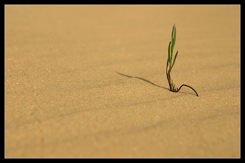 photo "Desert grasssss" tags: misc., macro and close-up, 
