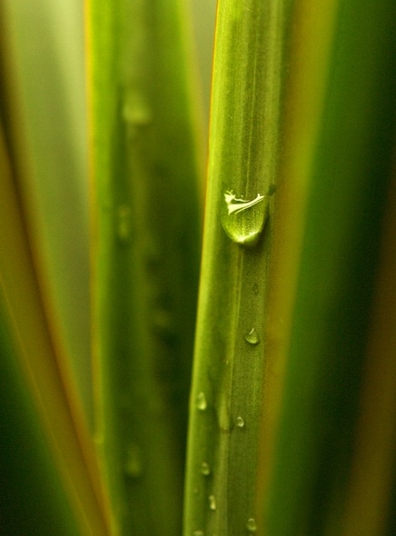 photo "Vertical Lines" tags: nature, 