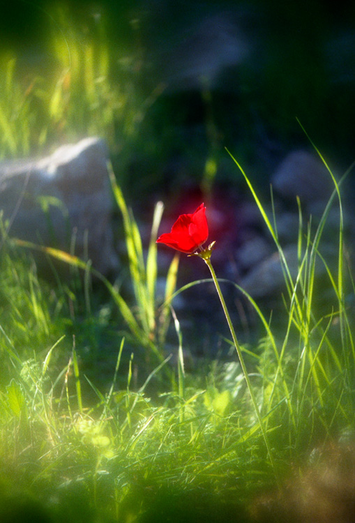 photo "Without the name" tags: nature, flowers
