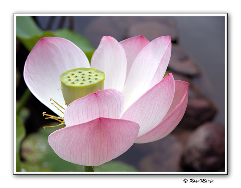 photo "Lotus" tags: nature, macro and close-up, flowers
