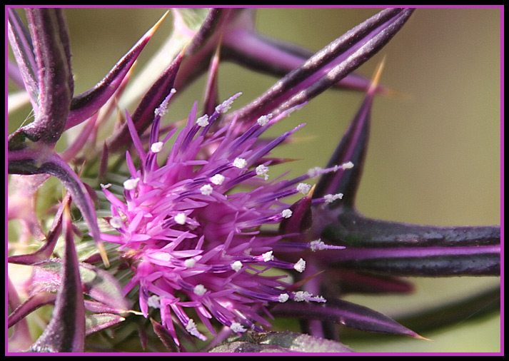 photo "Smells of color (Gentle death)" tags: nature, flowers