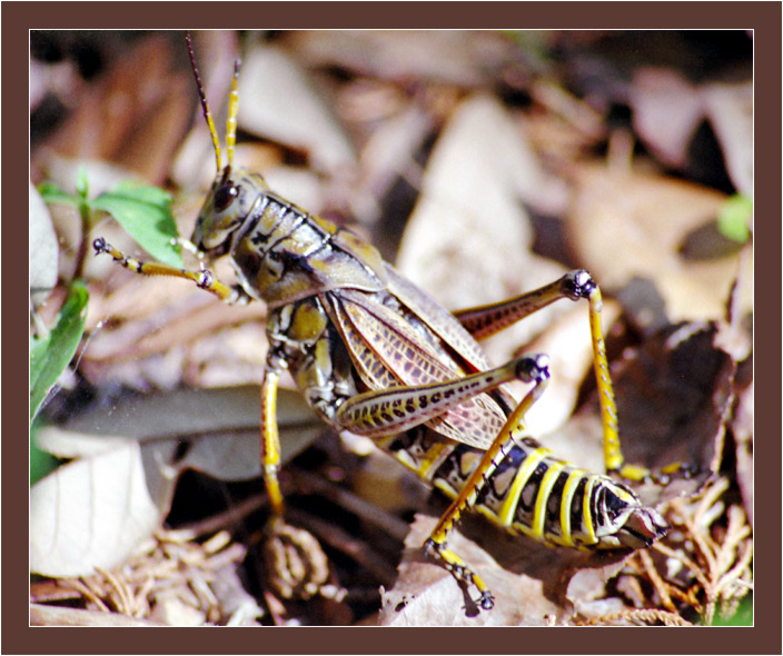 фото "саранча са обедом" метки: природа, макро и крупный план, насекомое