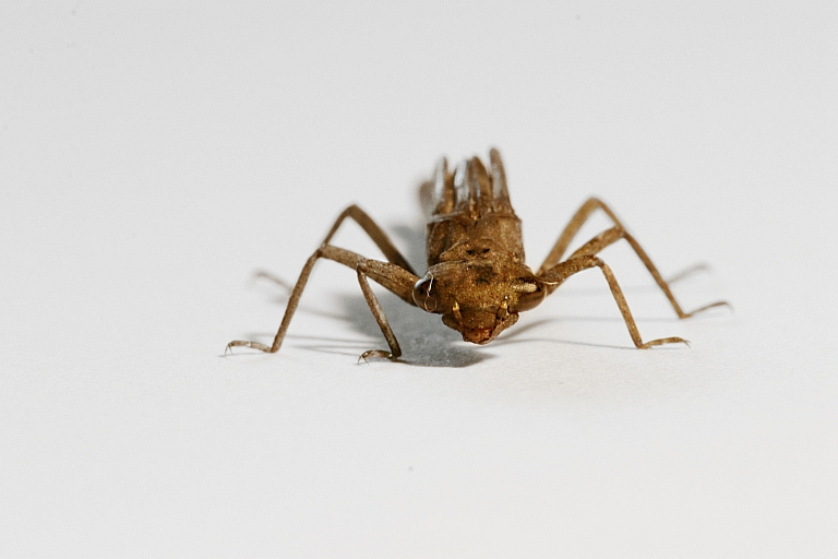 photo "Hey you !" tags: macro and close-up, 