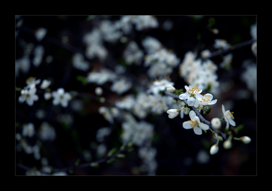 photo "spring" tags: macro and close-up, nature, flowers