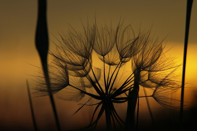 фото "Закат" метки: природа, пейзаж, закат, цветы