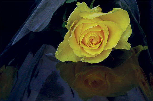 photo "Rose" tags: nature, genre, flowers