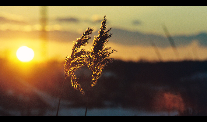 photo "..." tags: nature, flowers