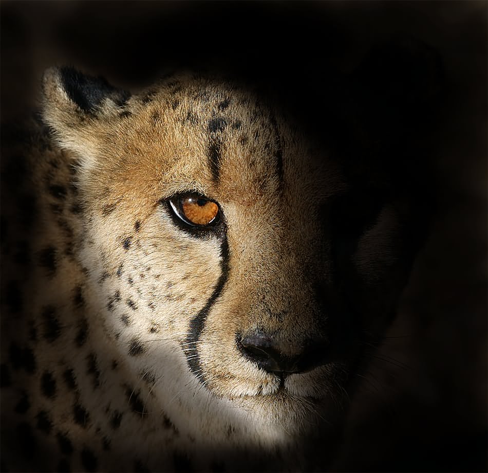 photo "Gepard" tags: nature, wild animals