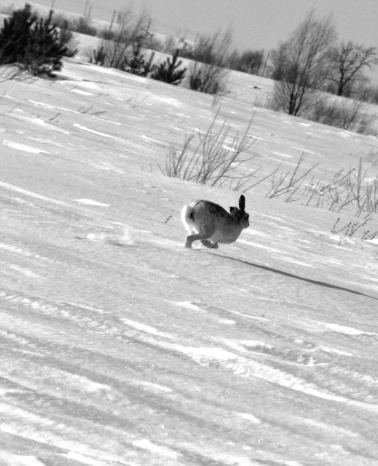photo "Hare" tags: nature, wild animals