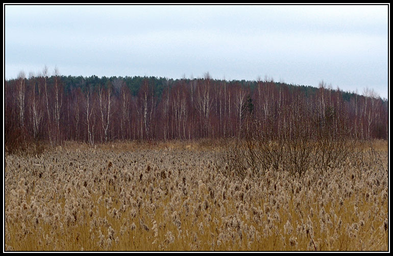 фото "Не солнечный апрель (1)" метки: пейзаж, весна
