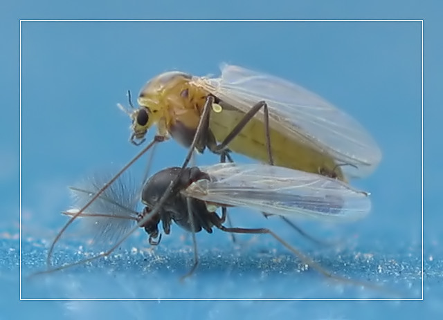 фото "~Пора любви~" метки: макро и крупный план, природа, насекомое