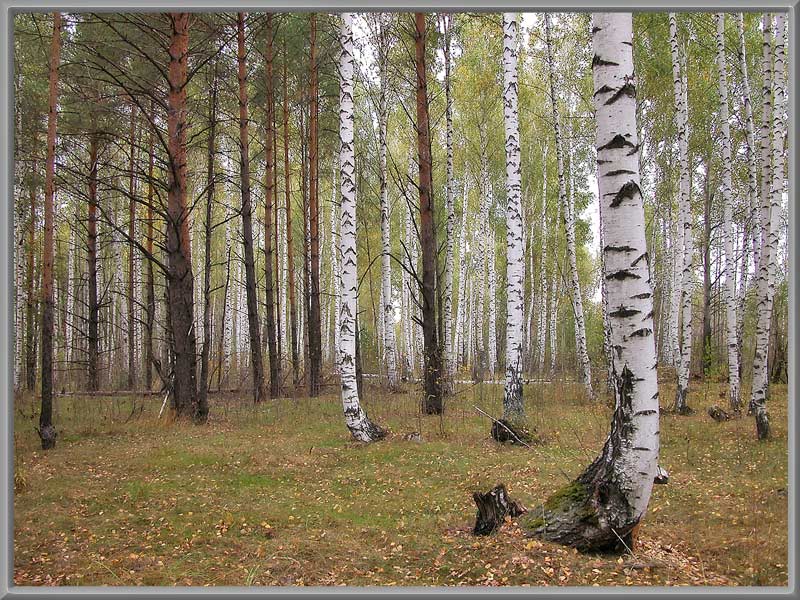 photo "*" tags: landscape, forest, summer