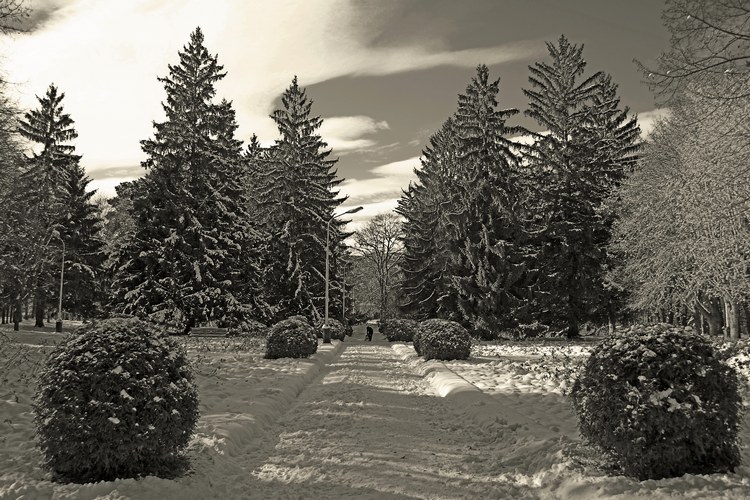 фото "Зимний парк" метки: пейзаж, черно-белые, зима