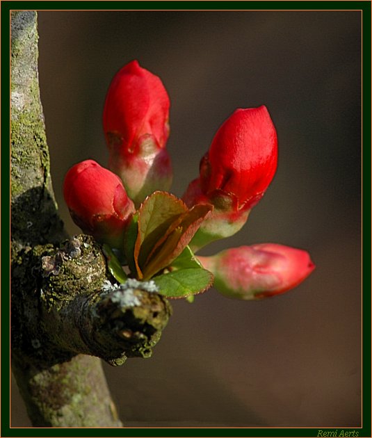 photo "springtime" tags: nature, macro and close-up, flowers