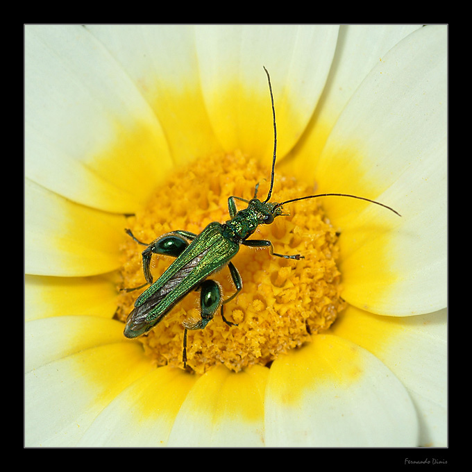 photo "Emerald in the flower" tags: nature, macro and close-up, insect