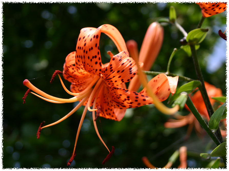 photo "tiger lily" tags: nature, flowers