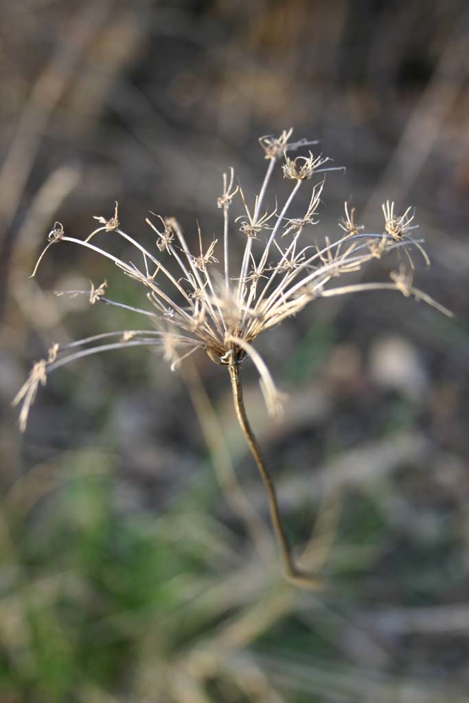 photo "Snowflake" tags: macro and close-up, nature, flowers