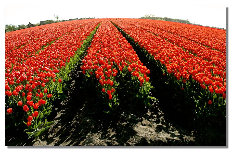 photo "Spring flowers for Olja Pogodina!" tags: nature, PF life, flowers
