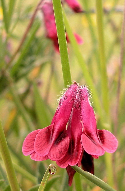 photo "flowers meeting" tags: nature, macro and close-up, flowers