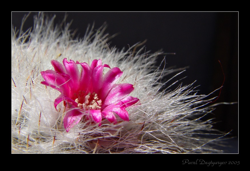 photo "***" tags: macro and close-up, nature, flowers