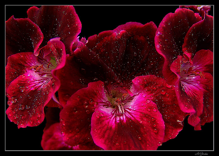 photo "Dew of Spring" tags: nature, macro and close-up, flowers