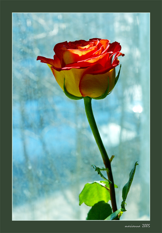 photo "ROSE" tags: nature, macro and close-up, flowers
