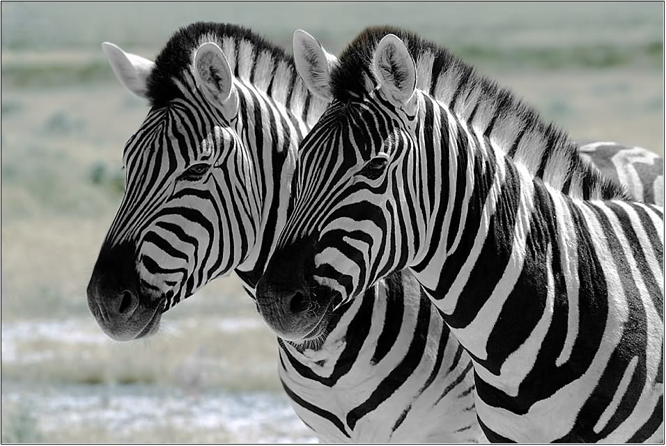 photo "Zebras" tags: nature, wild animals