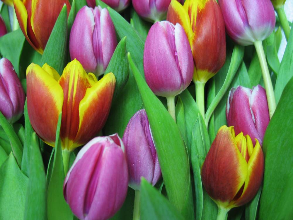 photo "tulips" tags: nature, flowers