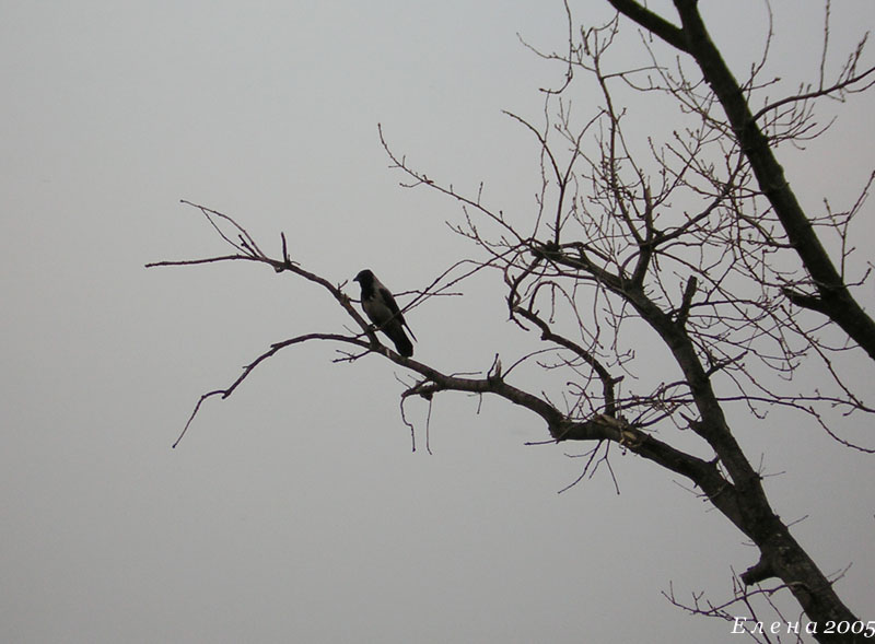 photo "Alone" tags: nature, wild animals