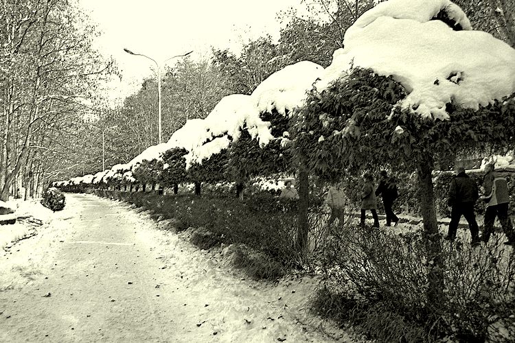 фото "Зимняя аллея" метки: пейзаж, черно-белые, зима