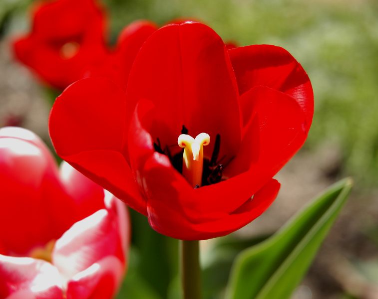 photo "Tulip" tags: macro and close-up, nature, flowers