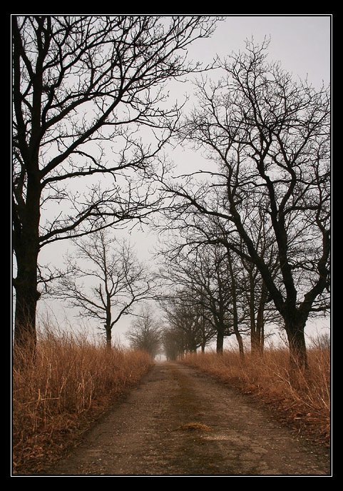 фото "дорога в туман" метки: пейзаж, природа, весна