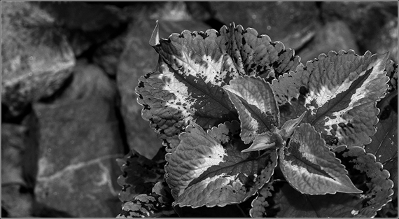 photo "...open up..." tags: black&white, nature, flowers