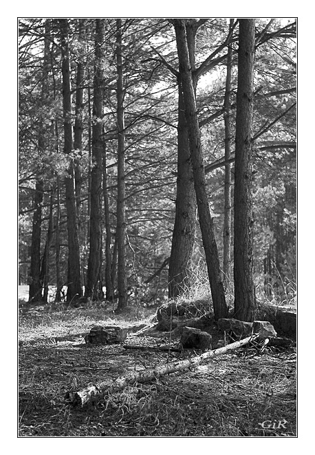 photo "Wood" tags: black&white, 