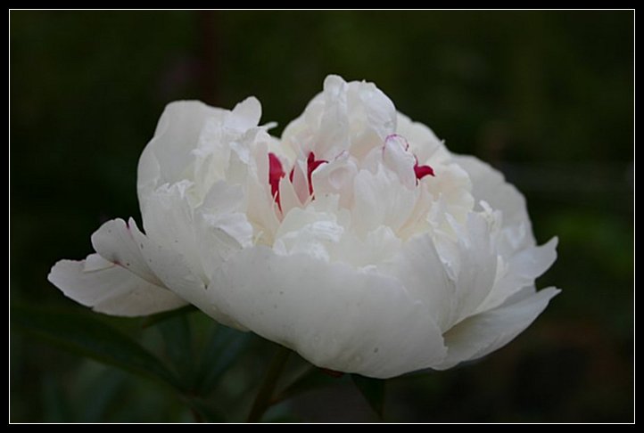 photo "***" tags: nature, flowers