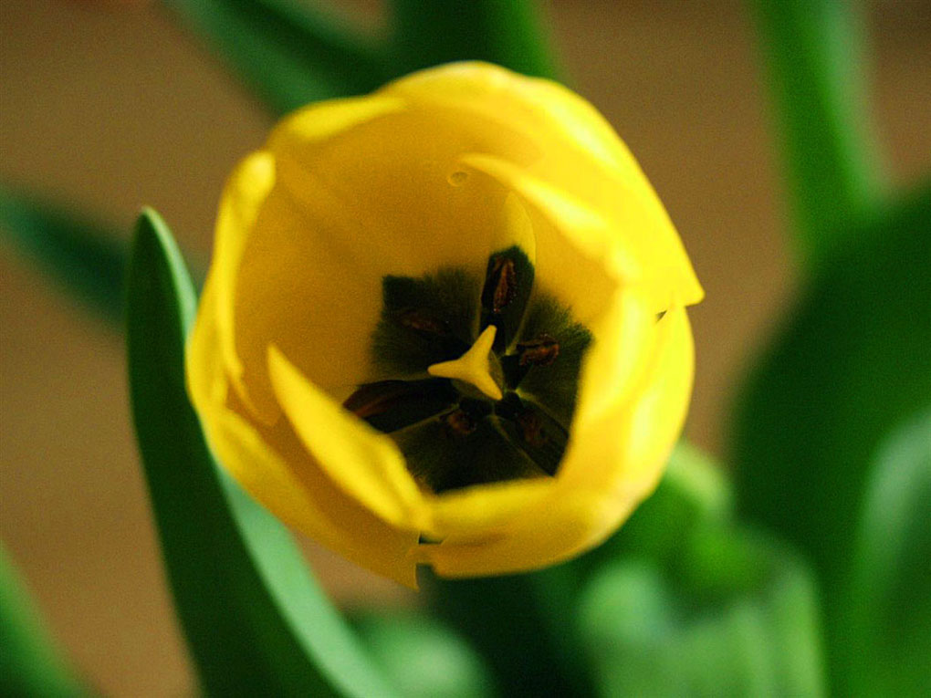 photo "heart of tulip" tags: macro and close-up, 