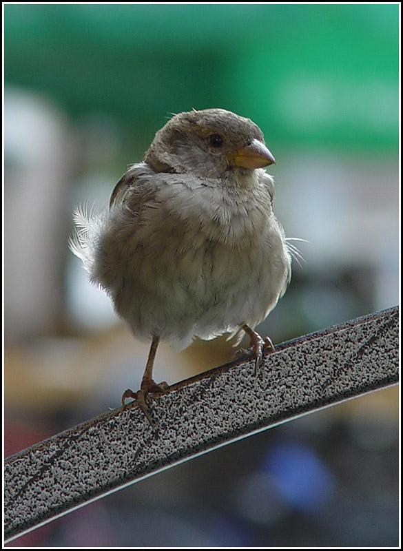 фото "Sparrow" метки: природа, дикие животные