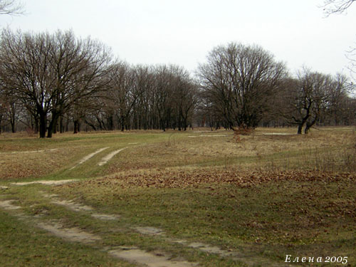 photo "***" tags: landscape, forest, spring