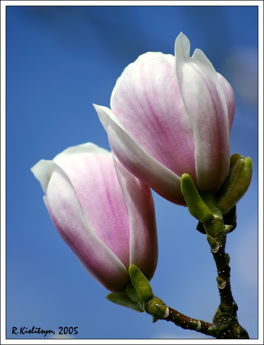 photo "The Spring" tags: nature, flowers