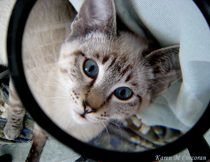 photo "I Can See You Now" tags: nature, pets/farm animals