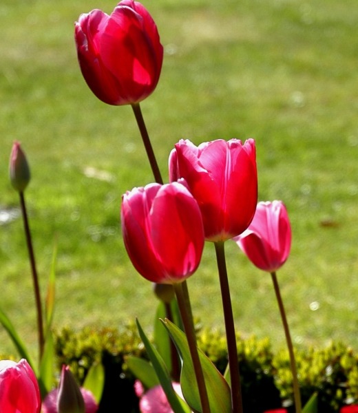 photo "Tulip" tags: nature, flowers