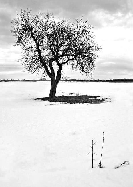 photo "Solo" tags: landscape, winter