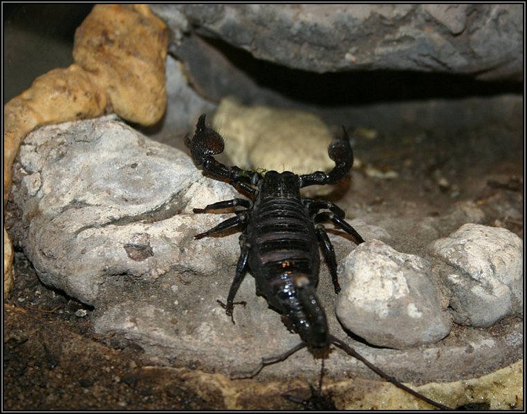 photo "Scorpio" tags: nature, insect