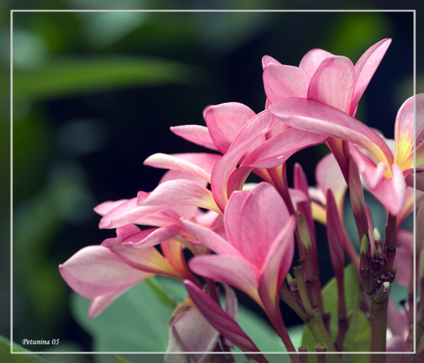 photo "Pinky and juicy" tags: nature, macro and close-up, flowers