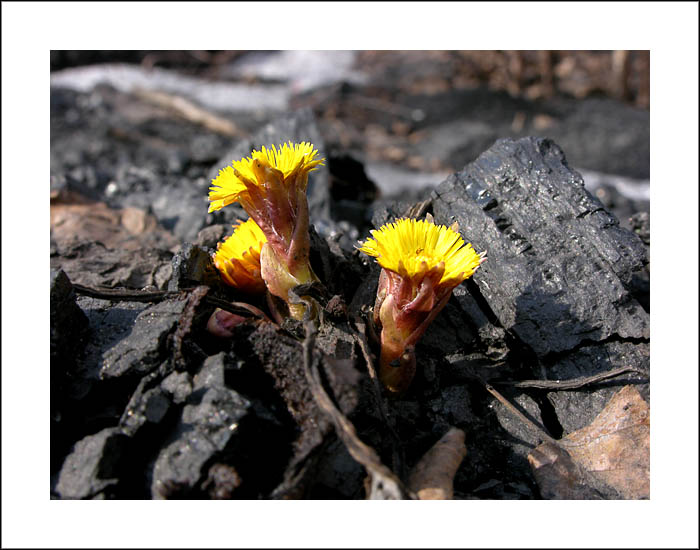 фото "Желтое и черное" метки: природа, цветы