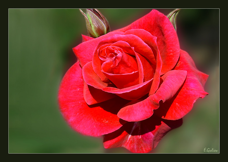 photo "Rose.." tags: nature, flowers