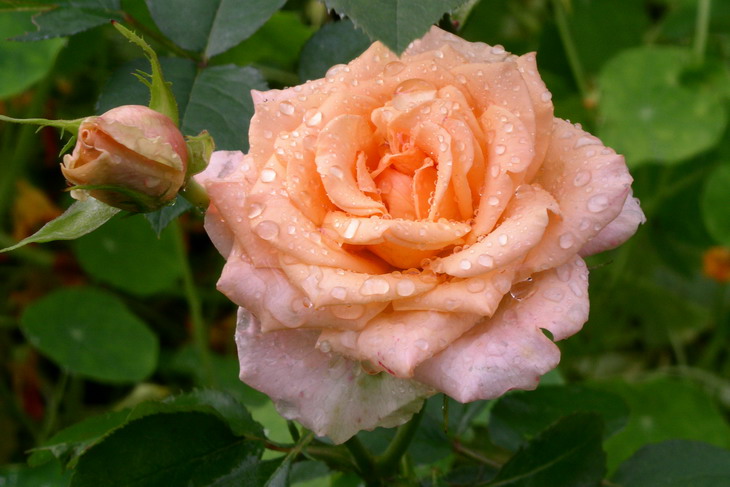 фото "Розы" метки: макро и крупный план, природа, цветы