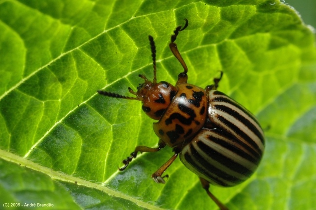 photo "beetle II" tags: macro and close-up, nature, insect