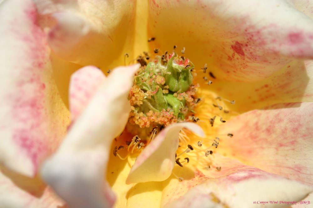 photo "The heart of a Rose !" tags: nature, macro and close-up, flowers